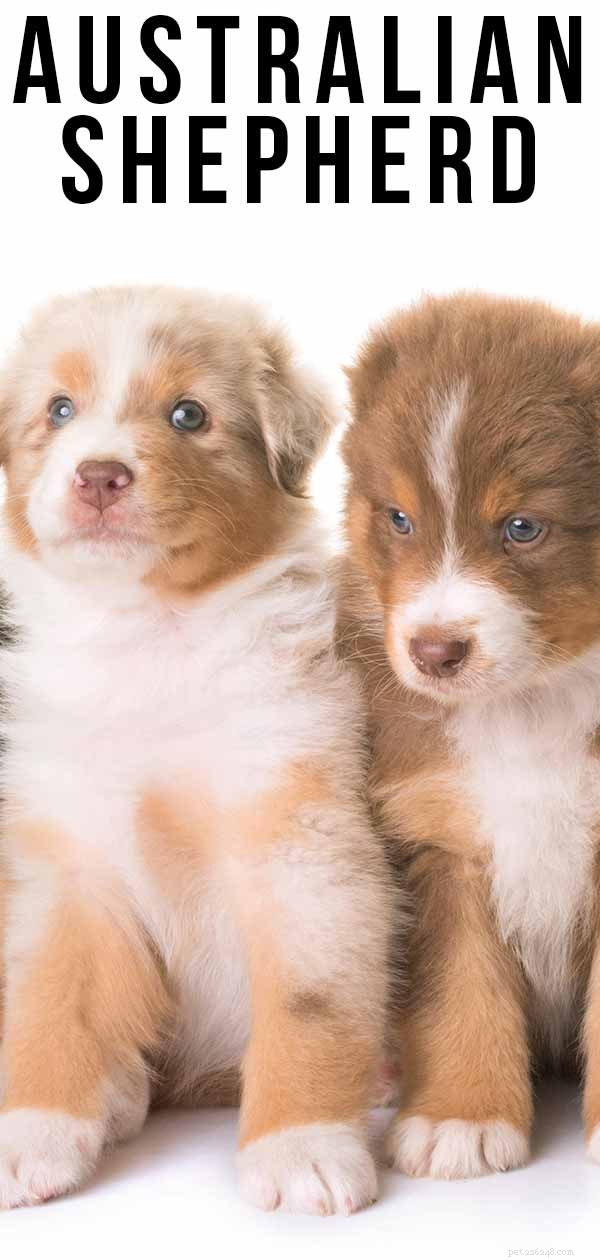 Australian Shepherd: Intelligent, Energetic & Devoted Family Companion