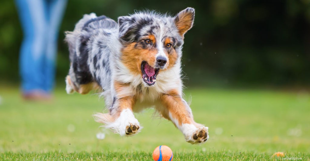 Australian Shepherd: Intelligent, Energetic & Devoted Family Companion