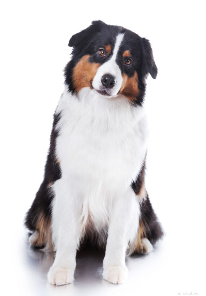 Australian Shepherd: Intelligent, Energetic & Devoted Family Companion