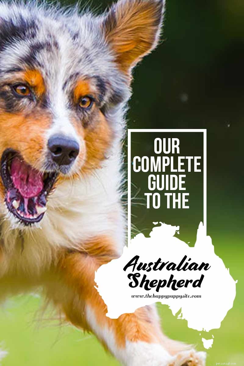 Australian Shepherd: Intelligent, Energetic & Devoted Family Companion