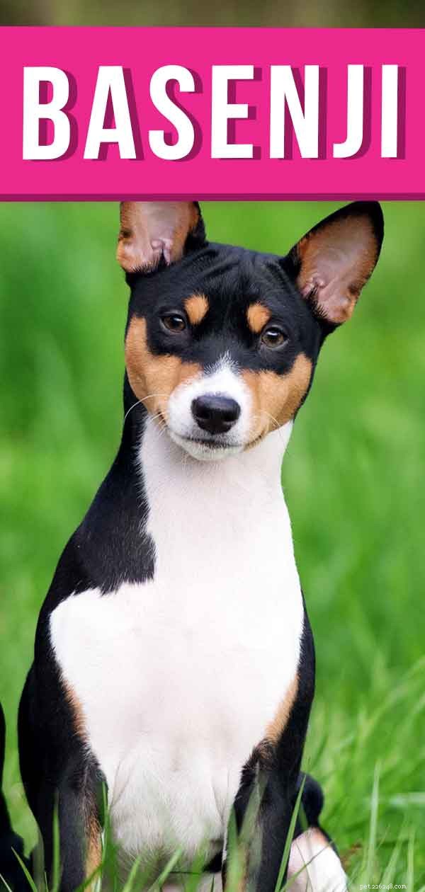 Discover the Basenji: An Ancient, Bark‑Free Sighthound Companion
