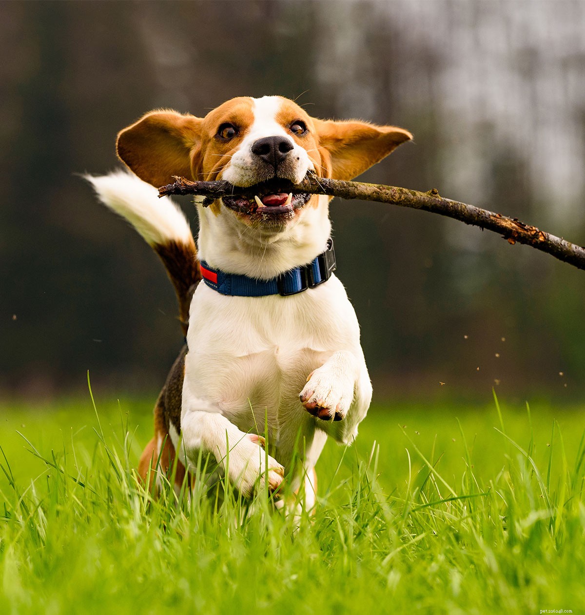 From Puppy to Full-Grown Beagle: Your Complete Guide