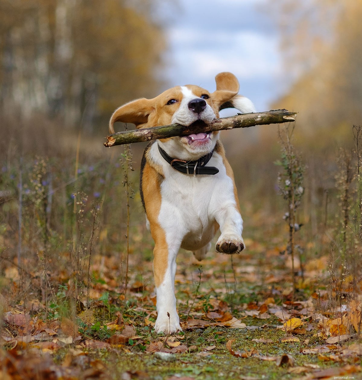 From Puppy to Full-Grown Beagle: Your Complete Guide