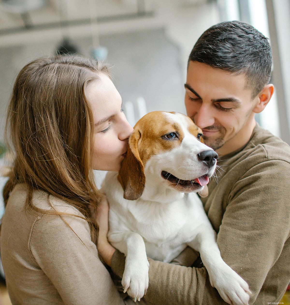 From Puppy to Full-Grown Beagle: Your Complete Guide