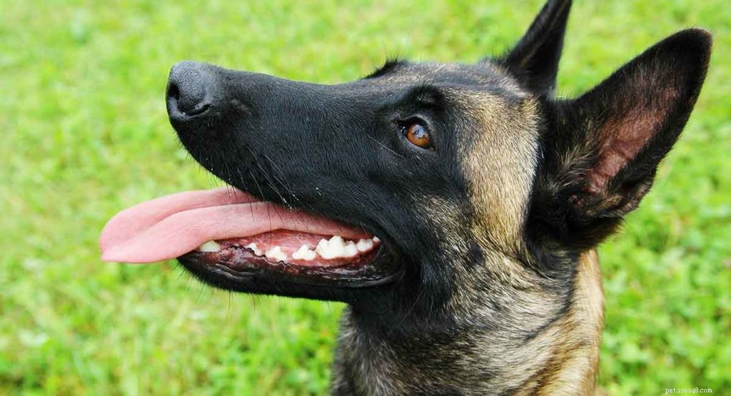 Belgian Malinois: The Ultimate Guard Dog or Heartwarming Companion?