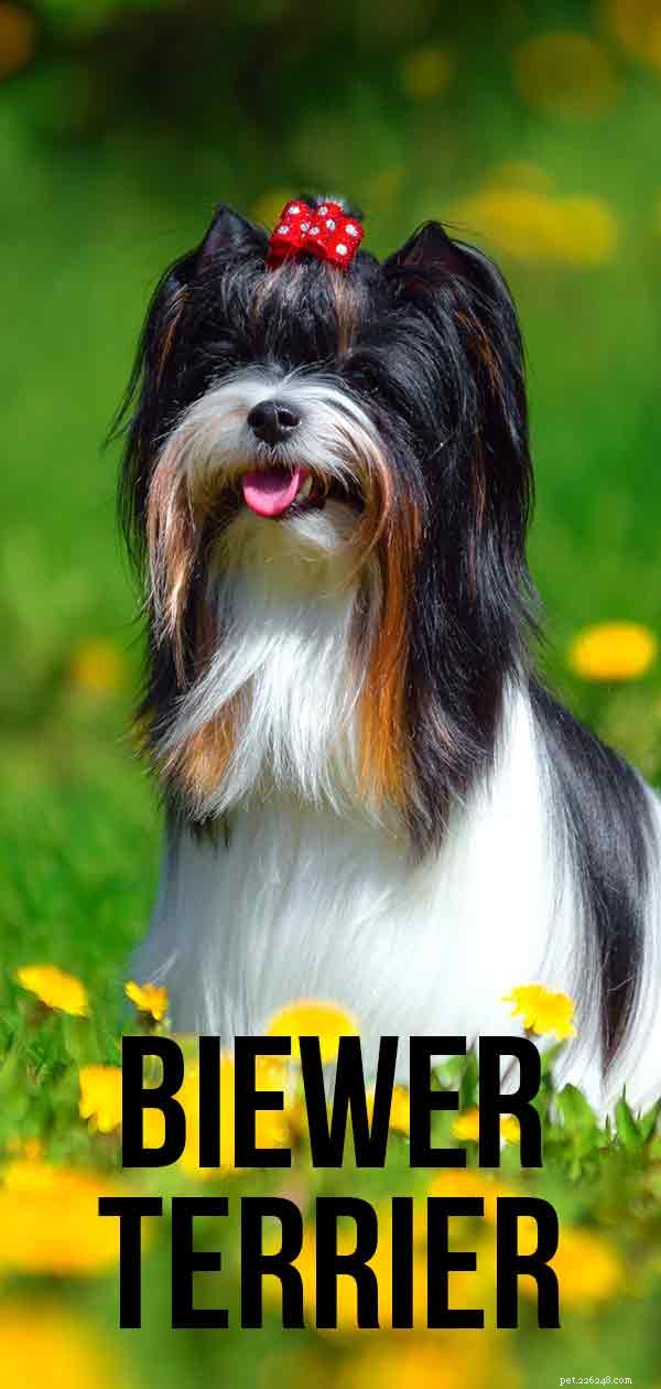 Biewer Terrier Guide: Traits, Care, and Why It’s a Great Companion