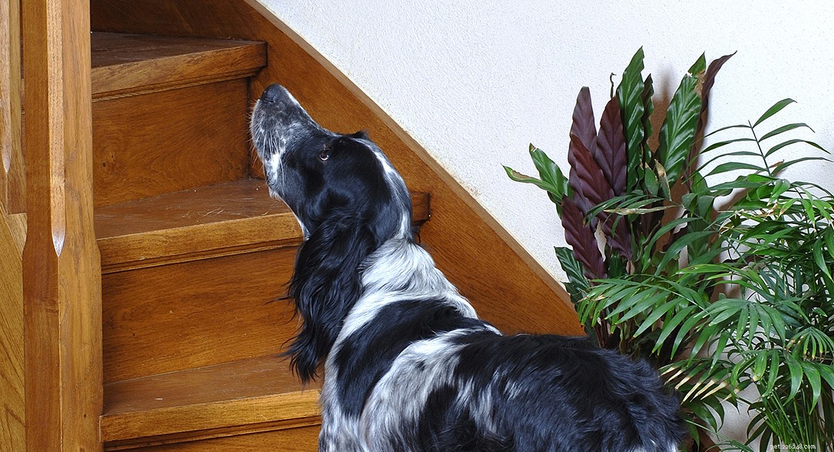 Blue Picardy Spaniel: In-Depth Guide to France’s Rare Hunting Dog