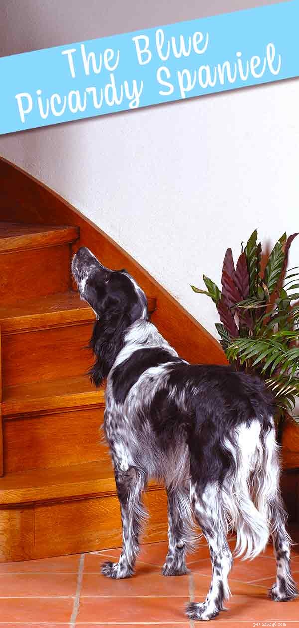 Blue Picardy Spaniel: In-Depth Guide to France’s Rare Hunting Dog