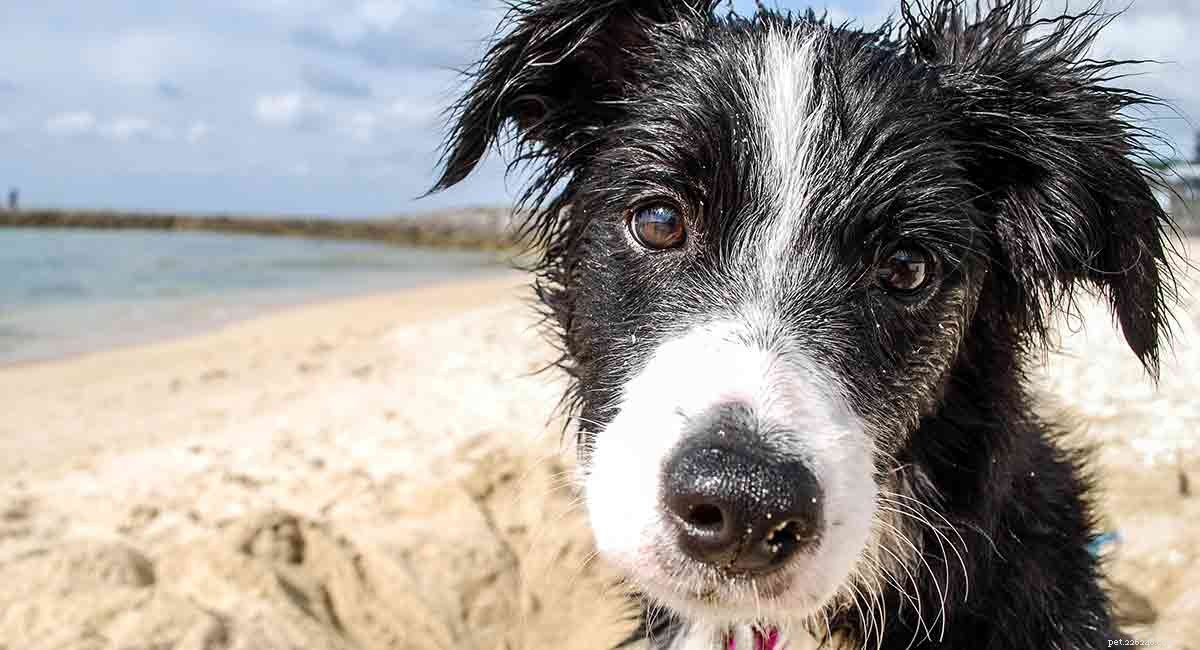 Border Collie Breed Overview: Traits, Care, and Lifestyle Tips