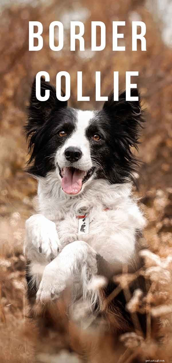 Border Collie Breed Overview: Traits, Care, and Lifestyle Tips
