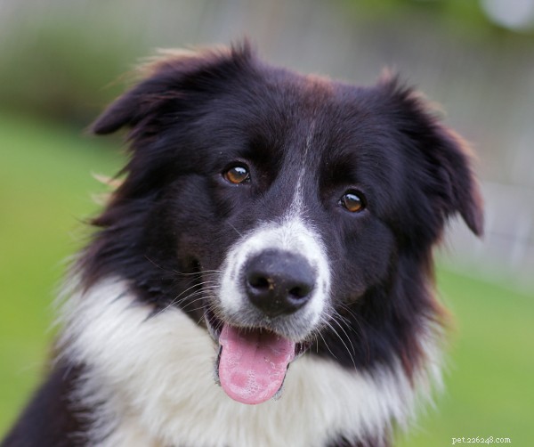 Border Collie Breed Overview: Traits, Care, and Lifestyle Tips