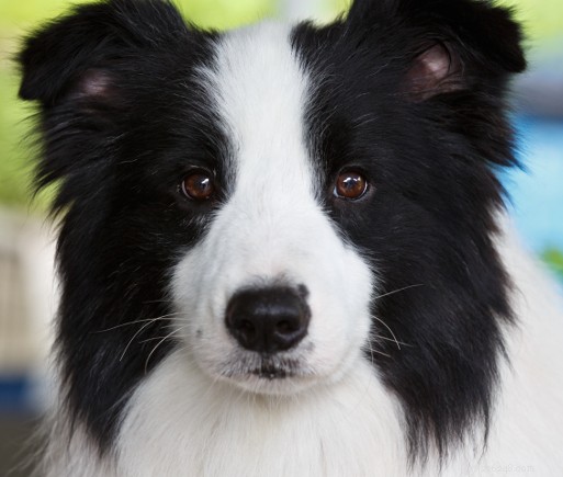 Border Collie Breed Overview: Traits, Care, and Lifestyle Tips