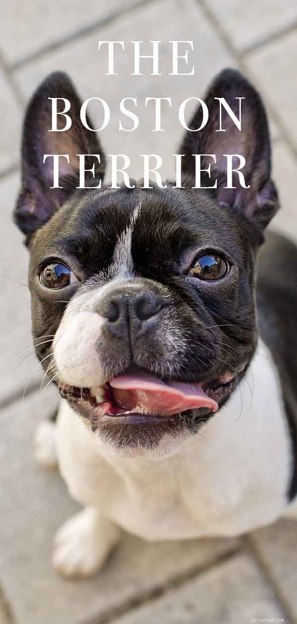 Boston Terrier – Small, Low-Maintenance Dog for City Living