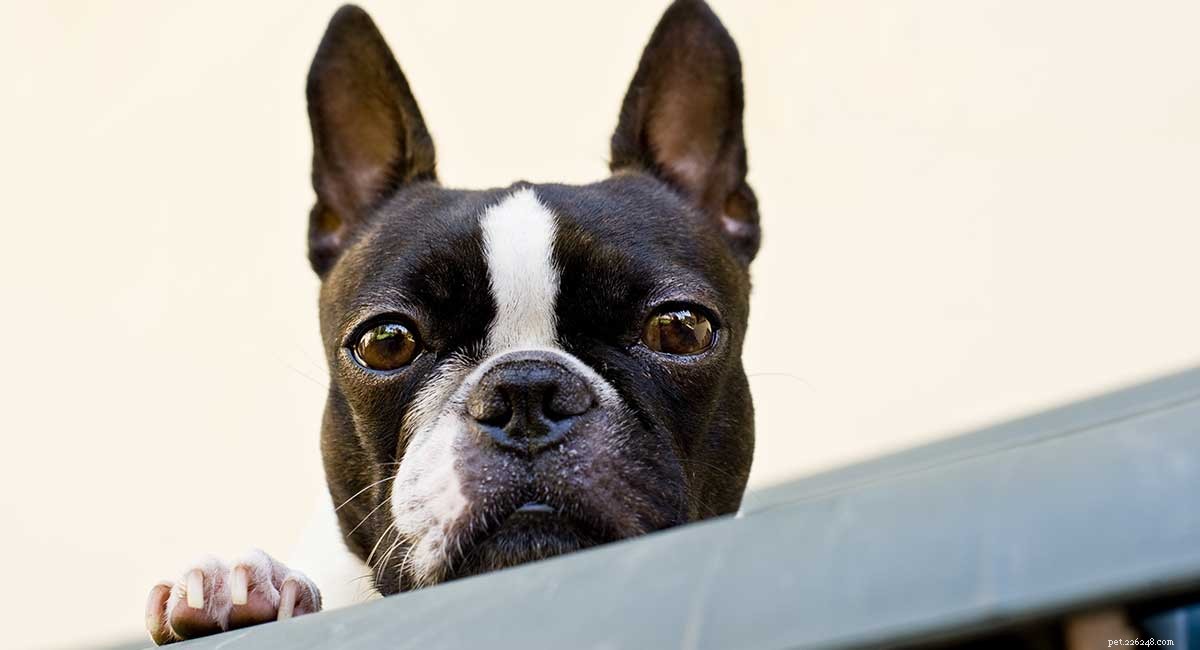 Boston Terrier – Small, Low-Maintenance Dog for City Living