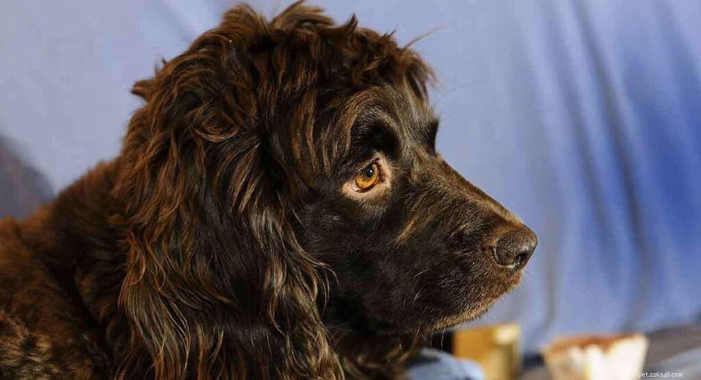 Boykin Spaniel Dog Breed Guide: Traits, Care & Family Fit