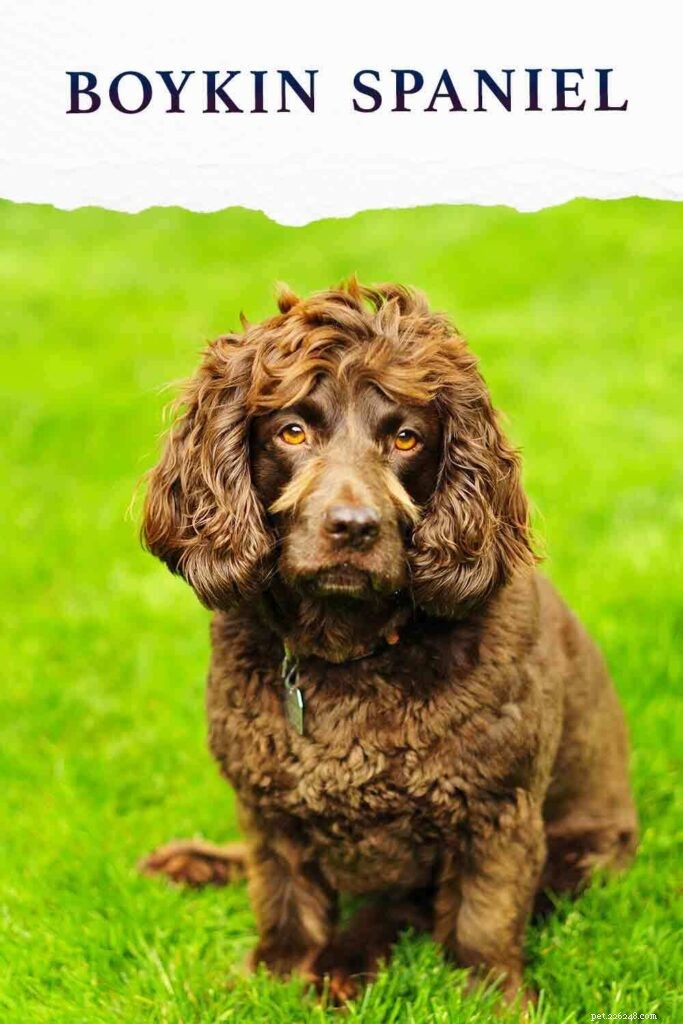 Boykin Spaniel Dog Breed Guide: Traits, Care & Family Fit