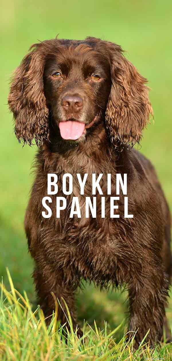Boykin Spaniel Dog Breed Guide: Traits, Care & Family Fit