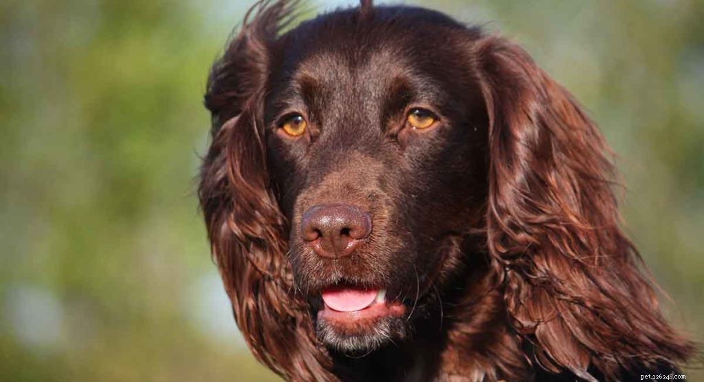 Boykin Spaniel Dog Breed Guide: Traits, Care & Family Fit
