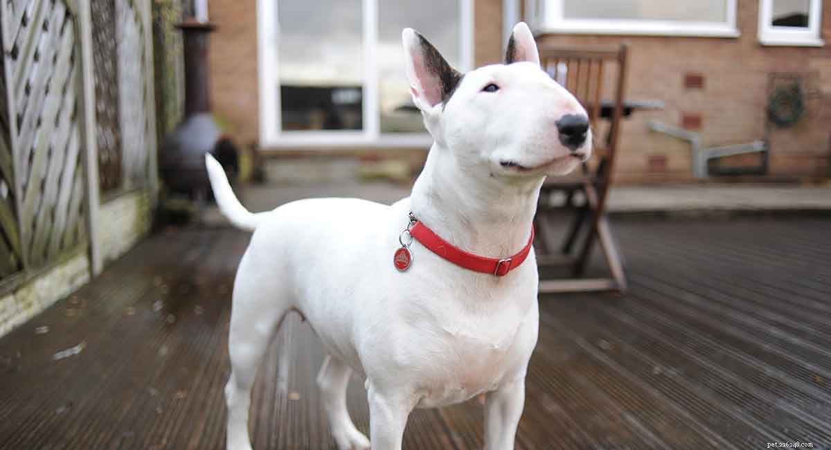 English Bull Terrier: Complete Breed Guide for Families