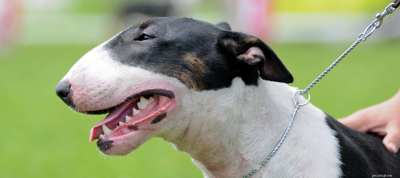 English Bull Terrier: Complete Breed Guide for Families