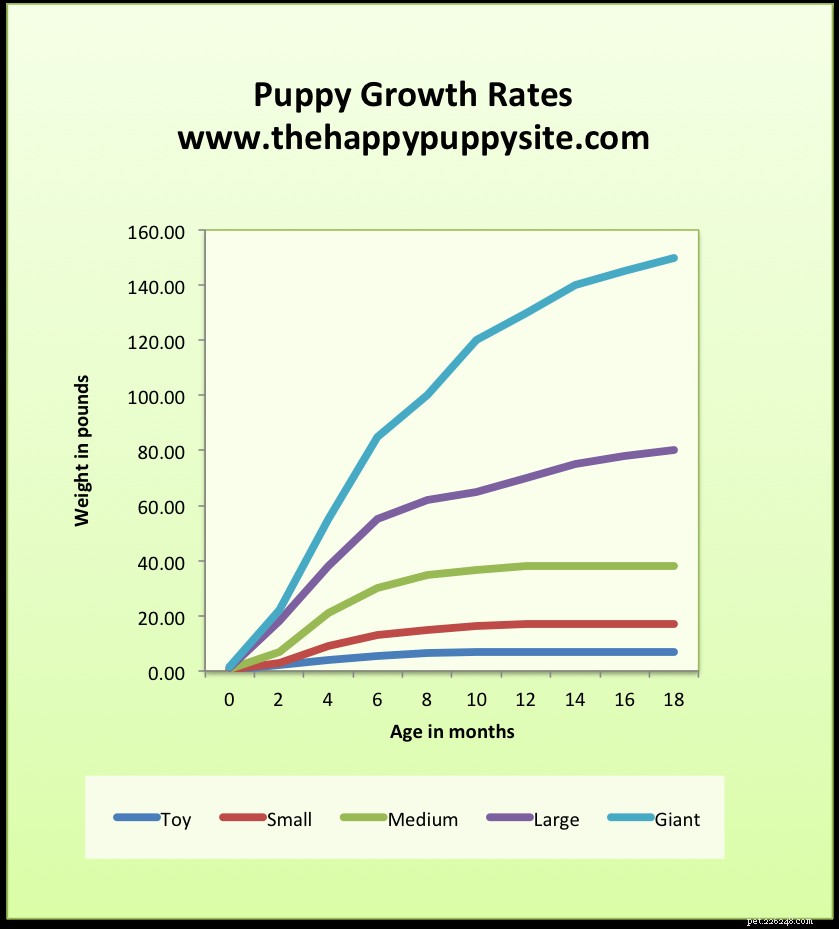 English Bull Terrier: Complete Breed Guide for Families