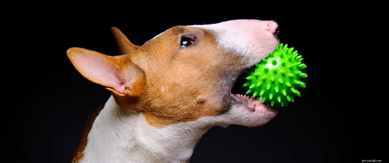 English Bull Terrier: Complete Breed Guide for Families