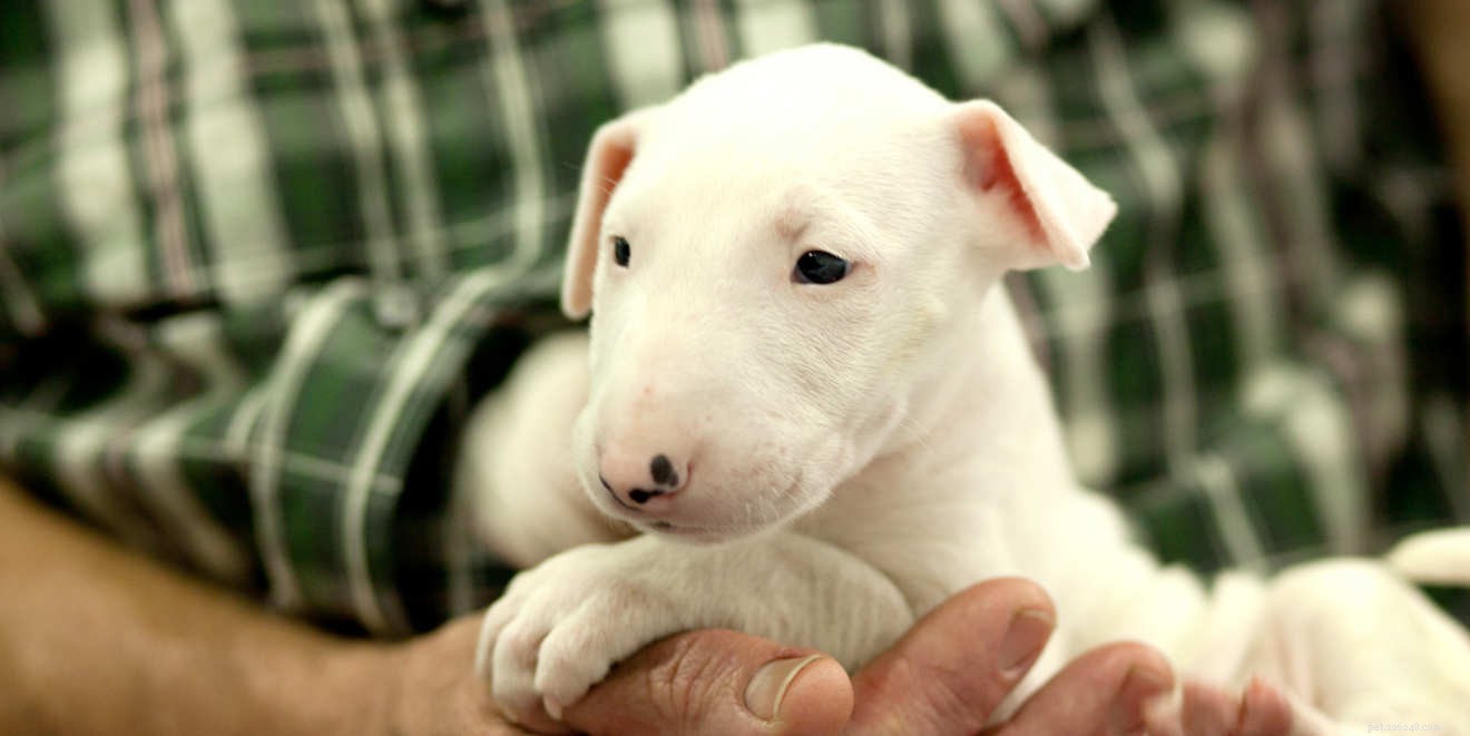 English Bull Terrier: Complete Breed Guide for Families