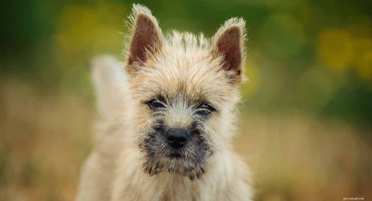 Cairn Terrier: A Timeless Companion for Today’s Lifestyle
