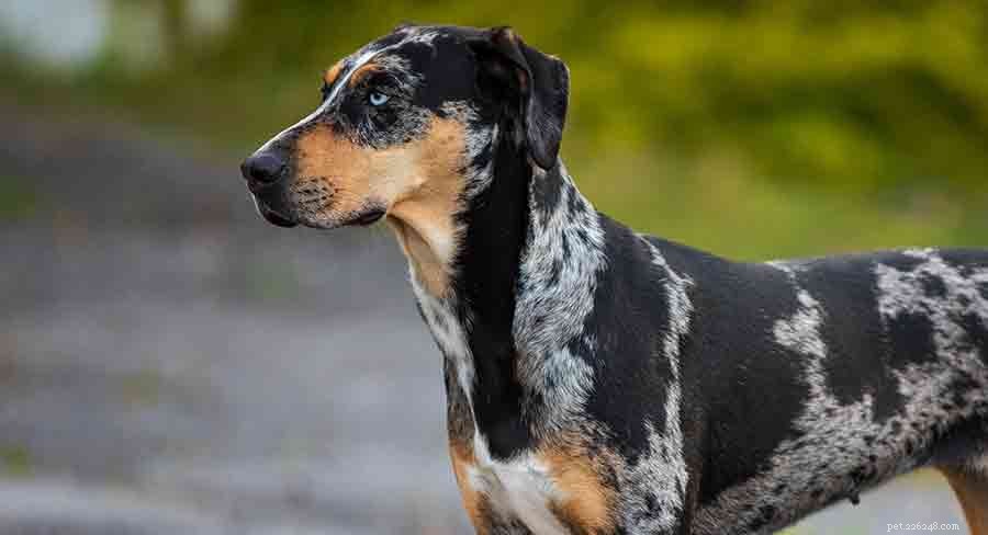 Catahoula Leopard Dog: Versatile Working Breed with Rich Heritage