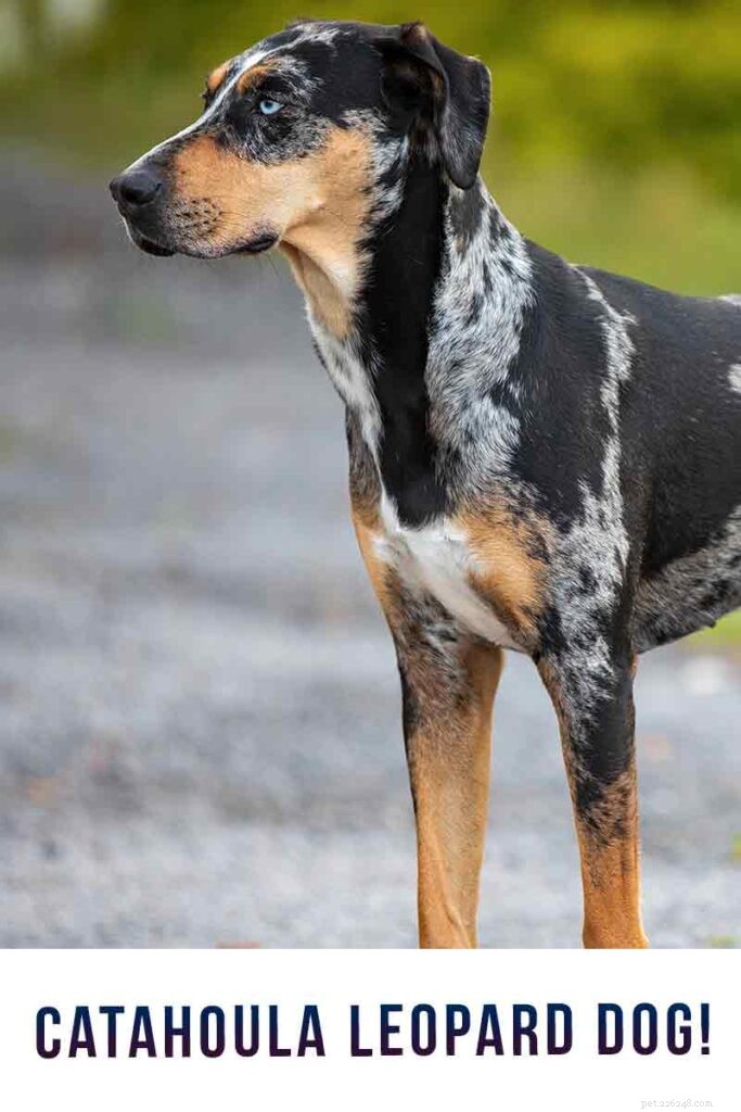 Catahoula Leopard Dog: Versatile Working Breed with Rich Heritage