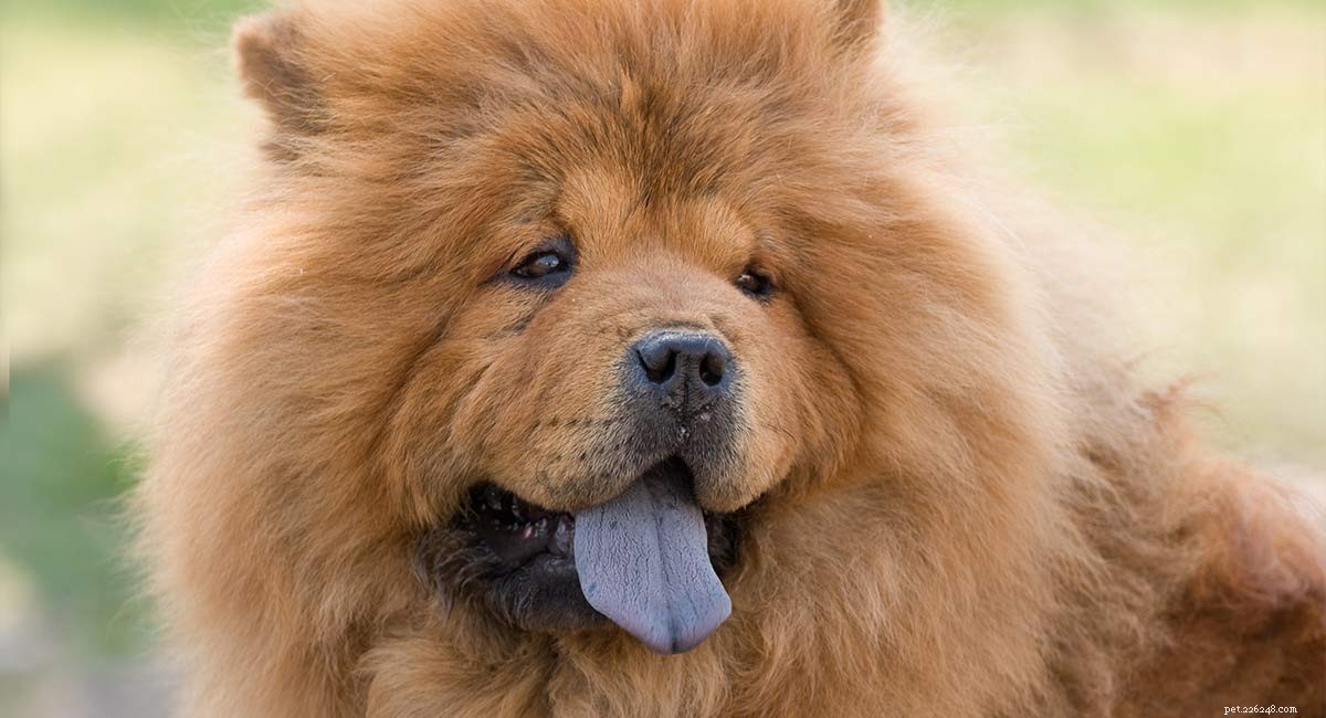 Chow Chow: The Ultimate Guide to the Powerful, Elegant Dog Breed