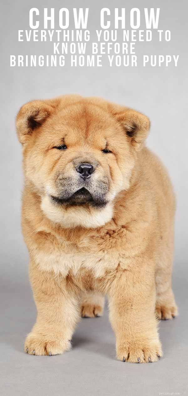 Chow Chow: The Ultimate Guide to the Powerful, Elegant Dog Breed