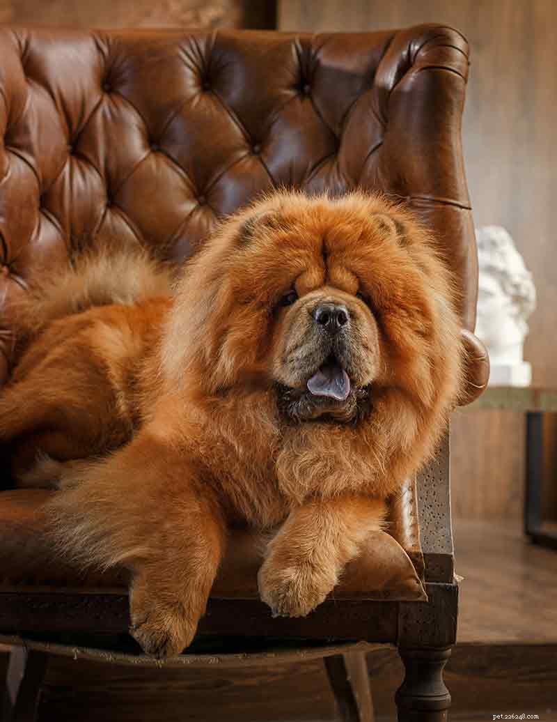 Chow Chow: The Ultimate Guide to the Powerful, Elegant Dog Breed