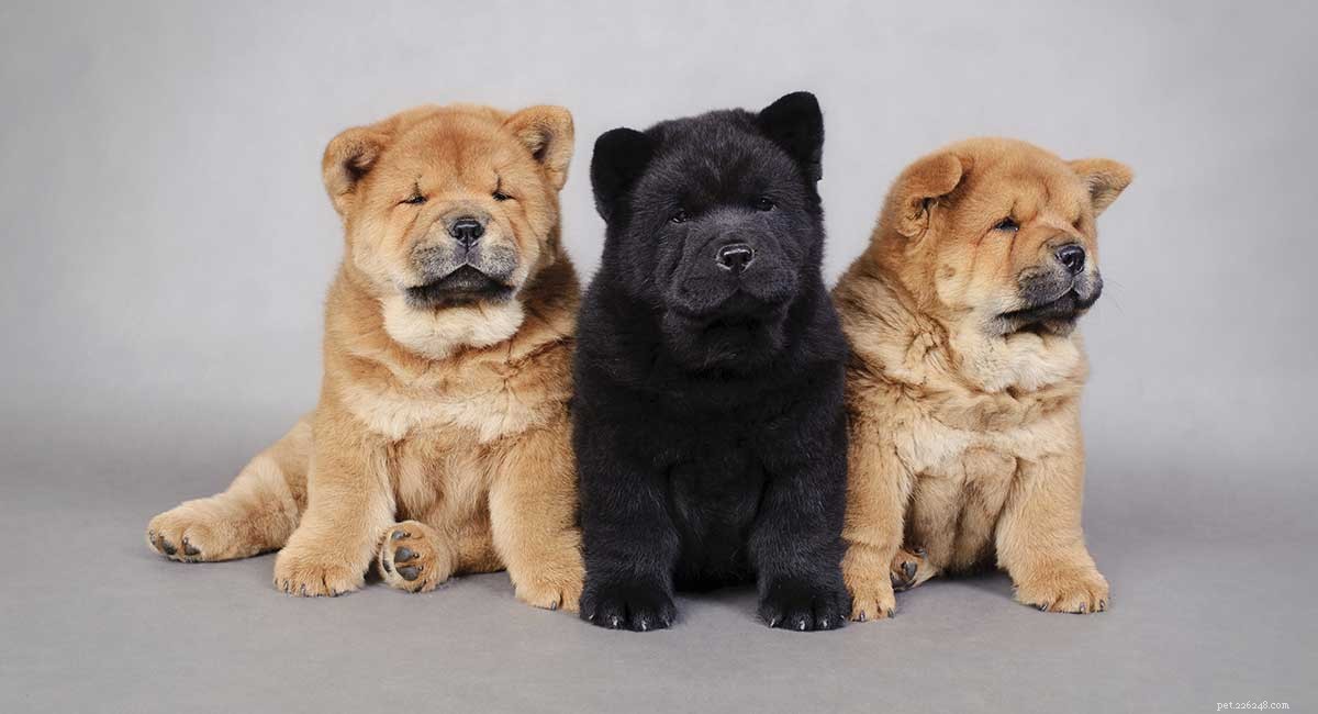 Chow Chow: The Ultimate Guide to the Powerful, Elegant Dog Breed