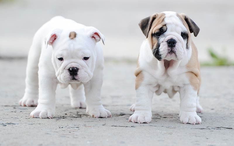 English Bulldog Guide: Health, Training & Care Essentials
