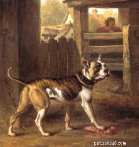 English Bulldog Guide: Health, Training & Care Essentials