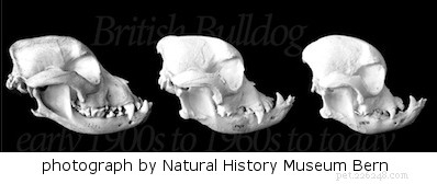 English Bulldog Guide: Health, Training & Care Essentials