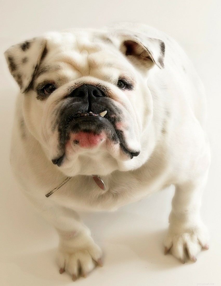 English Bulldog Guide: Health, Training & Care Essentials