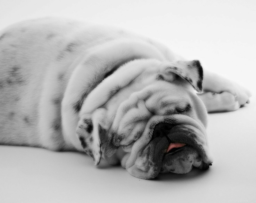 English Bulldog Guide: Health, Training & Care Essentials