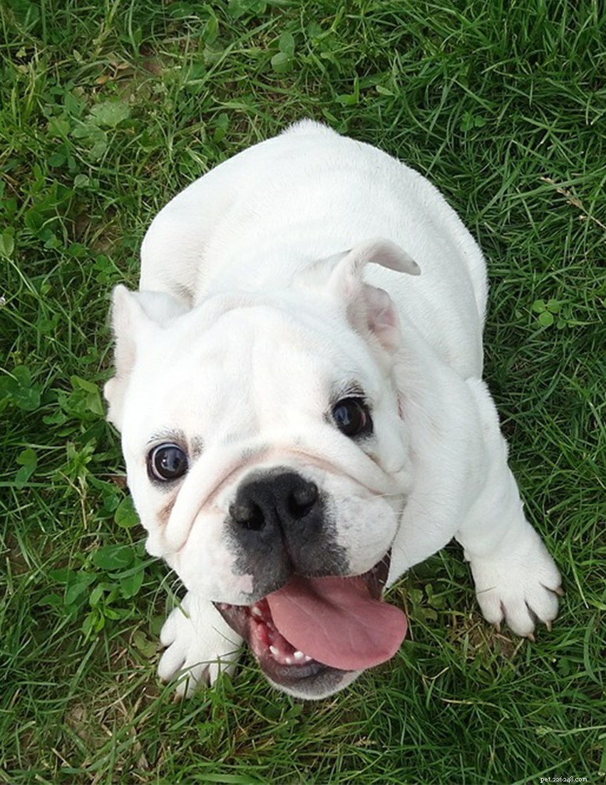 English Bulldog Guide: Health, Training & Care Essentials