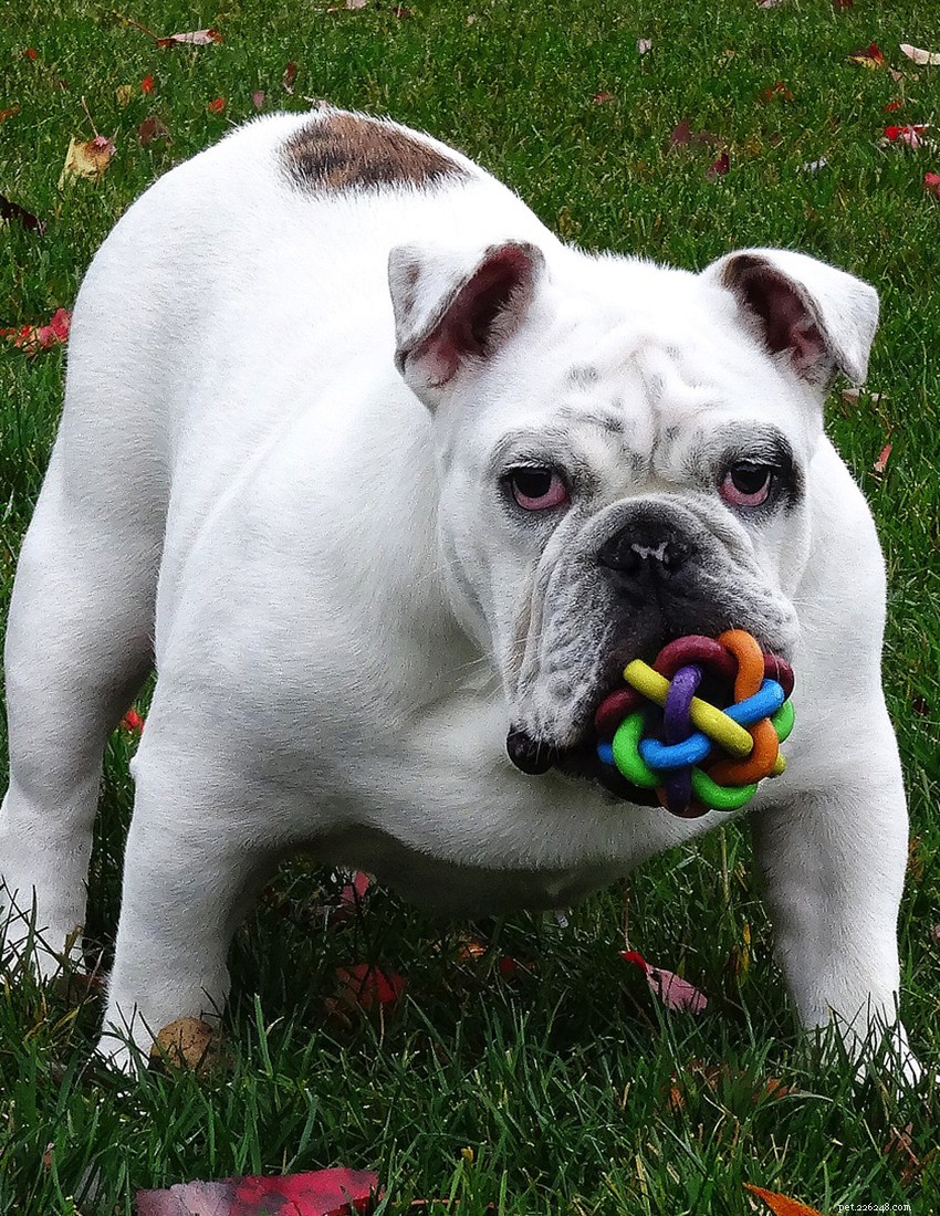 English Bulldog Guide: Health, Training & Care Essentials