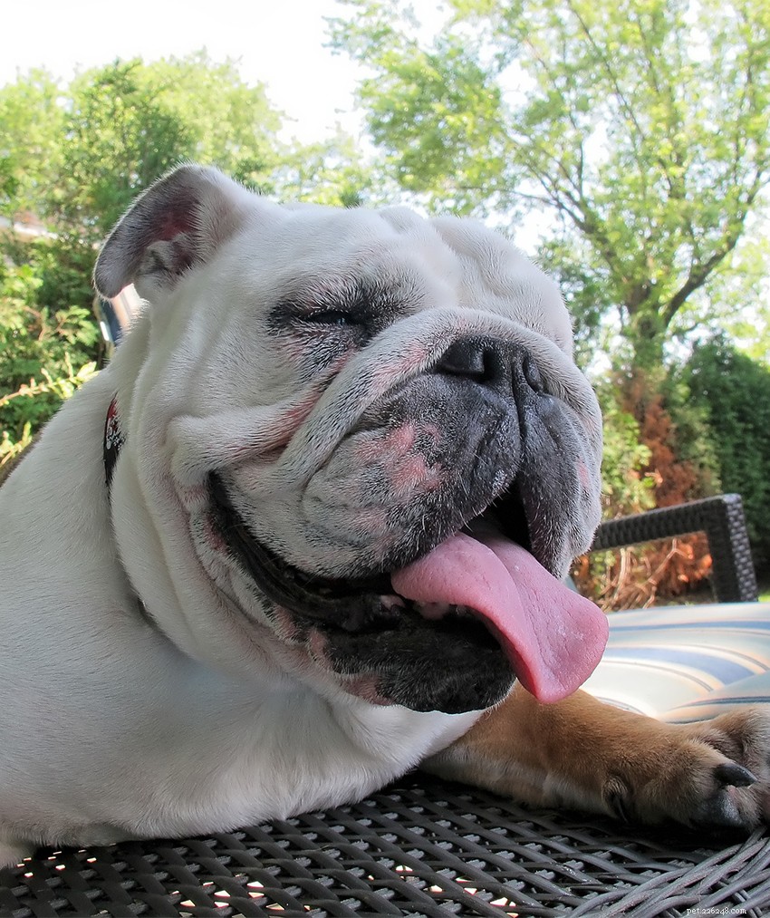 English Bulldog Guide: Health, Training & Care Essentials