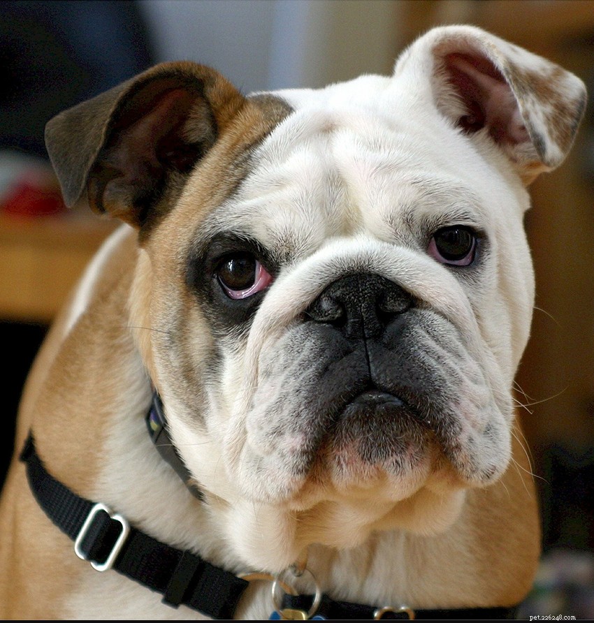 English Bulldog Guide: Health, Training & Care Essentials