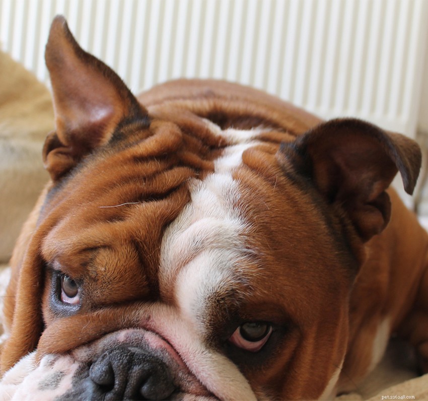 English Bulldog Guide: Health, Training & Care Essentials