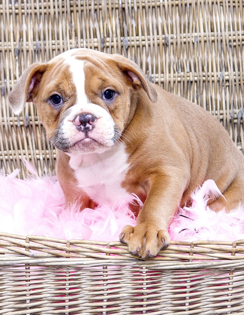 English Bulldog Guide: Health, Training & Care Essentials
