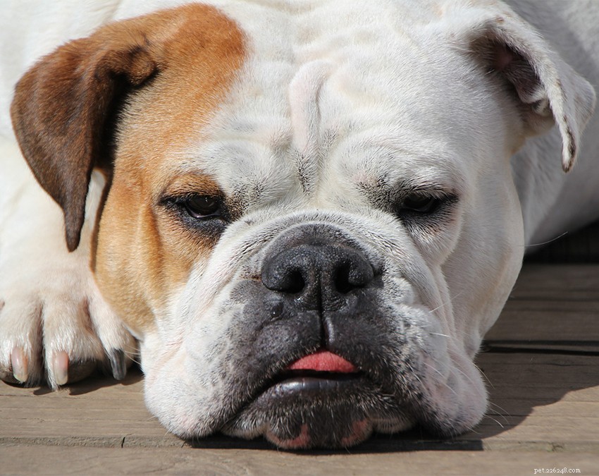 English Bulldog Guide: Health, Training & Care Essentials