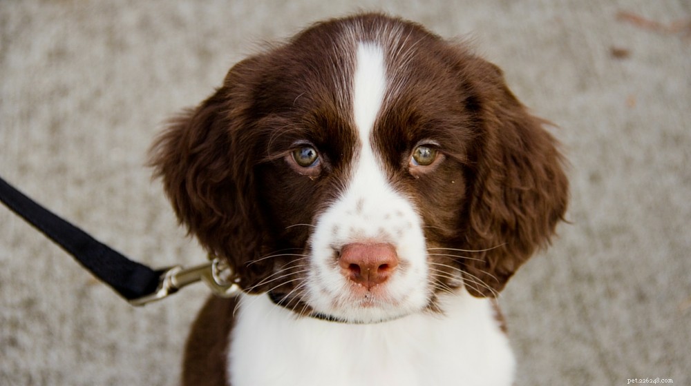 English Springer Spaniel: Comprehensive Breed Profile & Care Guide