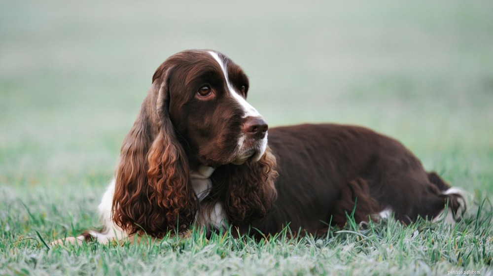 English Springer Spaniel: Comprehensive Breed Profile & Care Guide