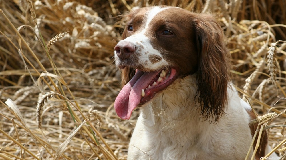English Springer Spaniel: Comprehensive Breed Profile & Care Guide