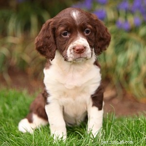 English Springer Spaniel: Comprehensive Breed Profile & Care Guide